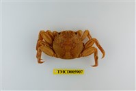 藏品(鱗形斜紋蟹)的圖片